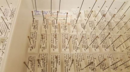 a bunch of samples on cards